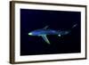 Great Blue Shark (Prionace Glauca), Dorsal View Against Dark Water-Nuno Sa-Framed Photographic Print