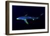 Great Blue Shark (Prionace Glauca), Dorsal View Against Dark Water-Nuno Sa-Framed Photographic Print