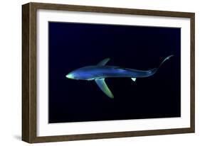 Great Blue Shark (Prionace Glauca), Dorsal View Against Dark Water-Nuno Sa-Framed Photographic Print