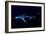 Great Blue Shark (Prionace Glauca), Dorsal View Against Dark Water-Nuno Sa-Framed Photographic Print