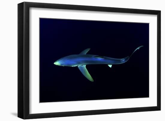 Great Blue Shark (Prionace Glauca), Dorsal View Against Dark Water-Nuno Sa-Framed Photographic Print