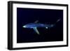 Great Blue Shark (Prionace Glauca), Dorsal View Against Dark Water-Nuno Sa-Framed Photographic Print