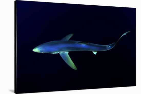 Great Blue Shark (Prionace Glauca), Dorsal View Against Dark Water-Nuno Sa-Stretched Canvas