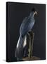 Great Blue Turaco-null-Stretched Canvas