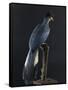 Great Blue Turaco-null-Framed Stretched Canvas