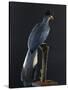 Great Blue Turaco-null-Stretched Canvas