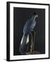 Great Blue Turaco-null-Framed Photographic Print