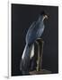 Great Blue Turaco-null-Framed Photographic Print