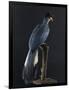 Great Blue Turaco-null-Framed Photographic Print