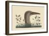 Great Booby-Mark Catesby-Framed Art Print