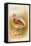 Great Bustard (Otis tarda), 1900, (1900)-Charles Whymper-Framed Stretched Canvas