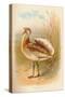 Great Bustard (Otis tarda), 1900, (1900)-Charles Whymper-Stretched Canvas