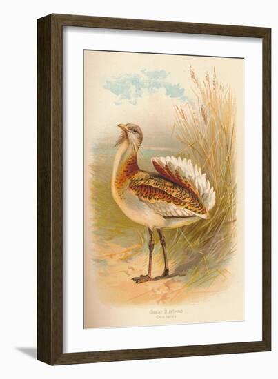 Great Bustard (Otis tarda), 1900, (1900)-Charles Whymper-Framed Giclee Print