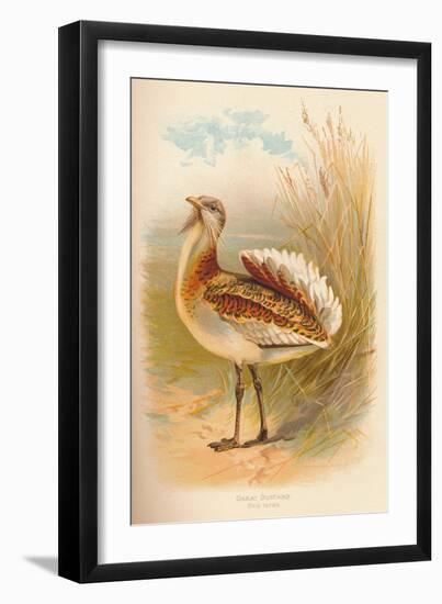 Great Bustard (Otis tarda), 1900, (1900)-Charles Whymper-Framed Giclee Print