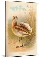 Great Bustard (Otis tarda), 1900, (1900)-Charles Whymper-Mounted Giclee Print