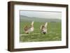 Great Bustard (Otis tarda) males displaying, Salisbury Plain, Wiltshire, UK, April-David Kjaer-Framed Photographic Print