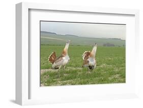 Great Bustard (Otis tarda) males displaying, Salisbury Plain, Wiltshire, UK, April-David Kjaer-Framed Photographic Print