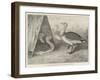 Great Bustards Recently Added to the Zoological Society's Gardens-Alexander Francis Lydon-Framed Giclee Print