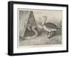 Great Bustards Recently Added to the Zoological Society's Gardens-Alexander Francis Lydon-Framed Giclee Print