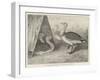 Great Bustards Recently Added to the Zoological Society's Gardens-Alexander Francis Lydon-Framed Giclee Print