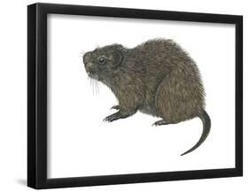 Great Cane Rat (Thryonomys Swinderianus), Mammals-Encyclopaedia Britannica-Framed Poster