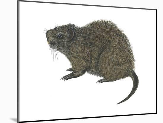 Great Cane Rat (Thryonomys Swinderianus), Mammals-Encyclopaedia Britannica-Mounted Poster