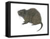 Great Cane Rat (Thryonomys Swinderianus), Mammals-Encyclopaedia Britannica-Framed Stretched Canvas