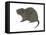 Great Cane Rat (Thryonomys Swinderianus), Mammals-Encyclopaedia Britannica-Framed Stretched Canvas