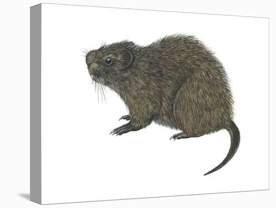 Great Cane Rat (Thryonomys Swinderianus), Mammals-Encyclopaedia Britannica-Stretched Canvas