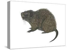 Great Cane Rat (Thryonomys Swinderianus), Mammals-Encyclopaedia Britannica-Stretched Canvas