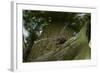 Great Capricorn Beetle (Cerambyx Cerdo)-Solvin Zankl-Framed Photographic Print