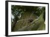 Great Capricorn Beetle (Cerambyx Cerdo)-Solvin Zankl-Framed Photographic Print