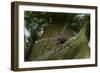 Great Capricorn Beetle (Cerambyx Cerdo)-Solvin Zankl-Framed Photographic Print