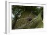 Great Capricorn Beetle (Cerambyx Cerdo)-Solvin Zankl-Framed Photographic Print