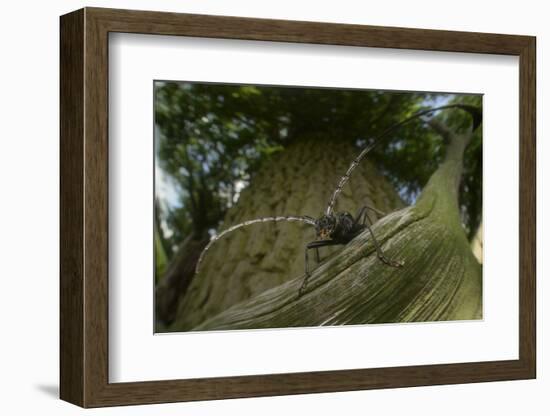 Great Capricorn Beetle (Cerambyx Cerdo)-Solvin Zankl-Framed Photographic Print