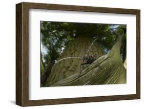 Great Capricorn Beetle (Cerambyx Cerdo)-Solvin Zankl-Framed Photographic Print