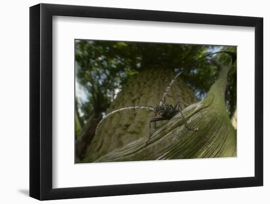 Great Capricorn Beetle (Cerambyx Cerdo)-Solvin Zankl-Framed Photographic Print