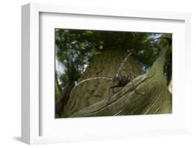 Great Capricorn Beetle (Cerambyx Cerdo)-Solvin Zankl-Framed Photographic Print