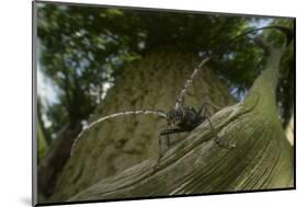 Great Capricorn Beetle (Cerambyx Cerdo)-Solvin Zankl-Mounted Photographic Print