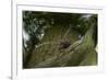 Great Capricorn Beetle (Cerambyx Cerdo)-Solvin Zankl-Framed Photographic Print