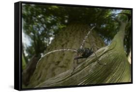 Great Capricorn Beetle (Cerambyx Cerdo)-Solvin Zankl-Framed Stretched Canvas