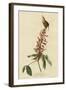 Great Carolina Wren-null-Framed Giclee Print