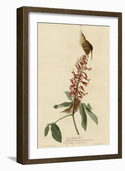 Great Carolina Wren-null-Framed Giclee Print