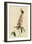 Great Carolina Wren-null-Framed Giclee Print