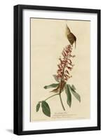 Great Carolina Wren-null-Framed Giclee Print