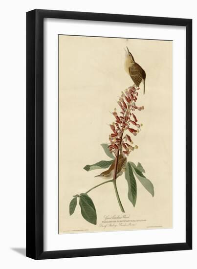 Great Carolina Wren-null-Framed Giclee Print