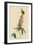 Great Carolina Wren-null-Framed Giclee Print