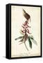 Great Carolina Wren-John James Audubon-Framed Stretched Canvas
