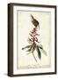 Great Carolina Wren-John James Audubon-Framed Art Print