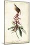 Great Carolina Wren-John James Audubon-Mounted Art Print